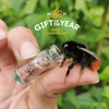 A bee drinking the beevive bee revival kit sugar syrup