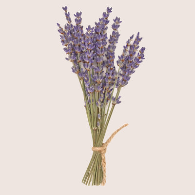 Dried lavender posy tied with brown string